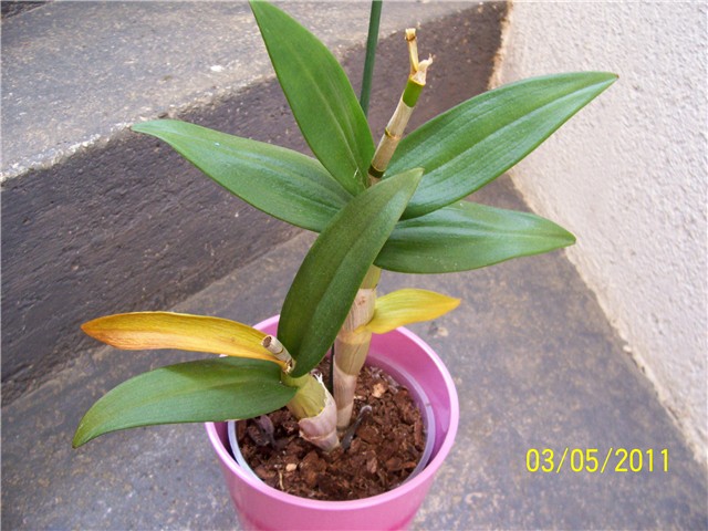 Bolesna orhideja